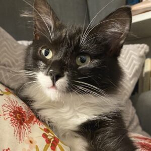 Spaghetti - The cuddlebug with big personality