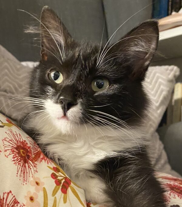 Spaghetti - The cuddlebug with big personality