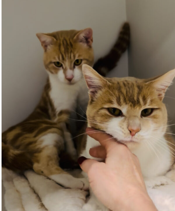 Maple and Benny - Friendly and endearing bonded brothers - Image 4