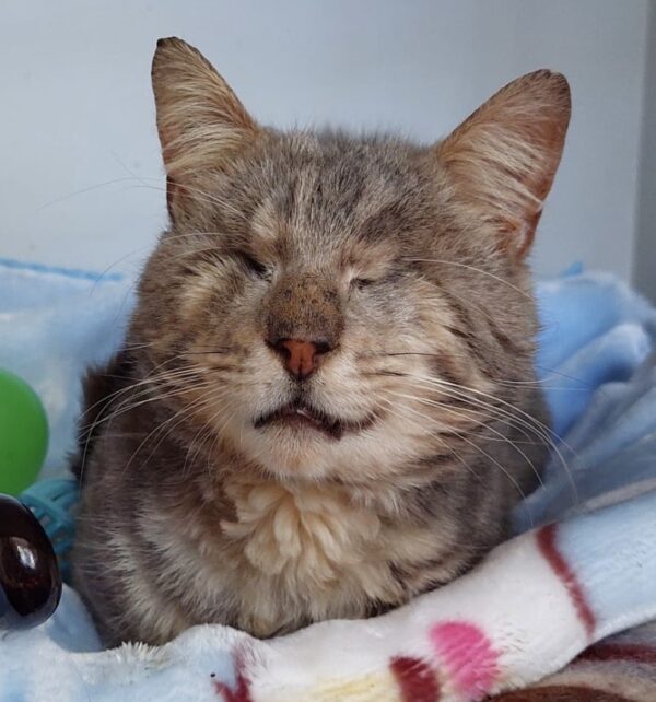 Dawson - A gentle soul with a heart full of love