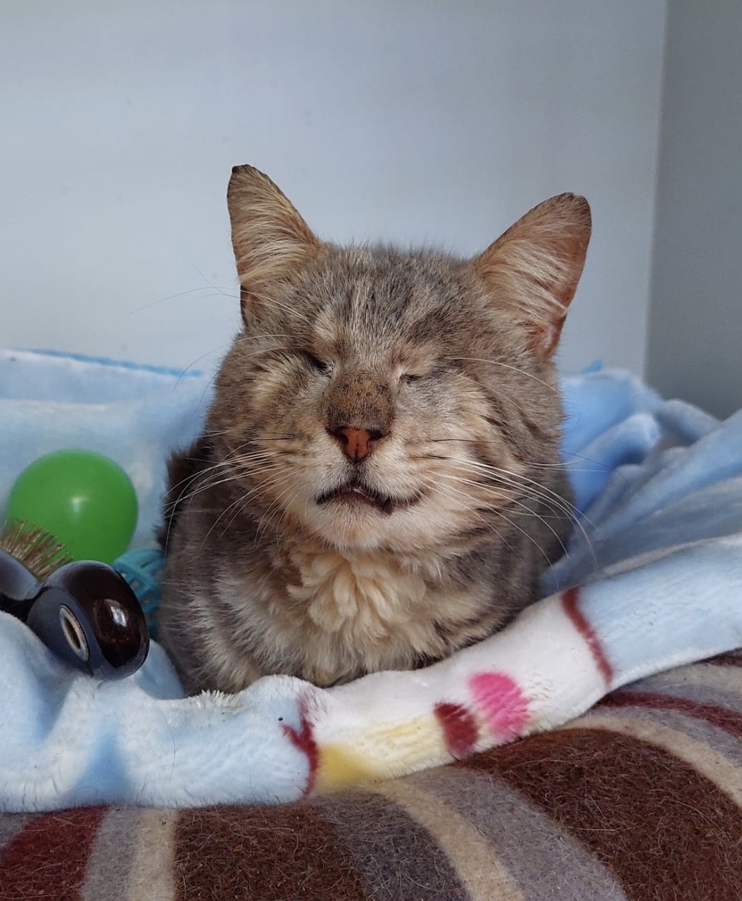 Dawson - A gentle soul with a heart full of love - Image 2