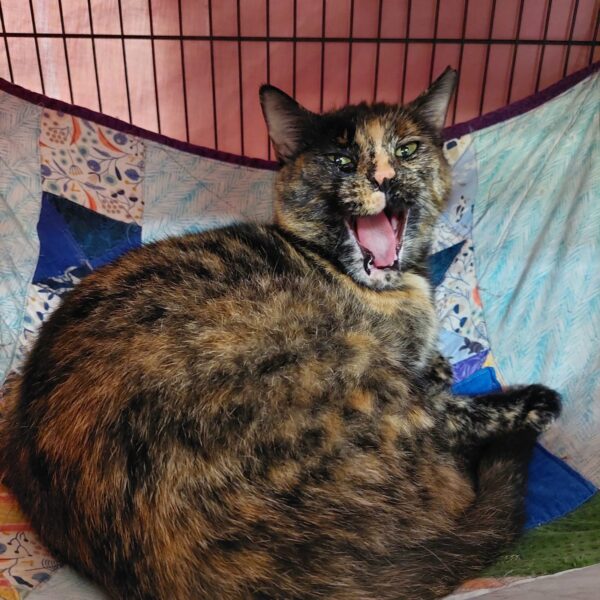 Luna - A striking tortie with emerald eyes and a big personality - Image 4