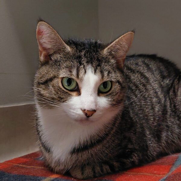 Yahtzee - A gentle soul with a big heart