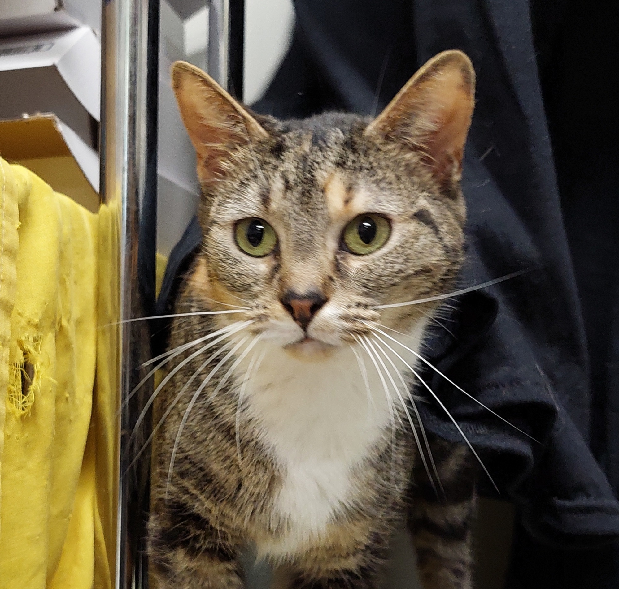 Suki - Your New Best Friend - Image 2