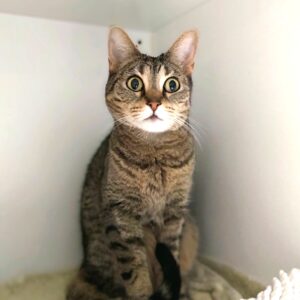 Goldie - sweet snugglebug