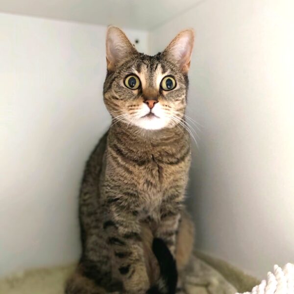 Goldie - sweet snugglebug