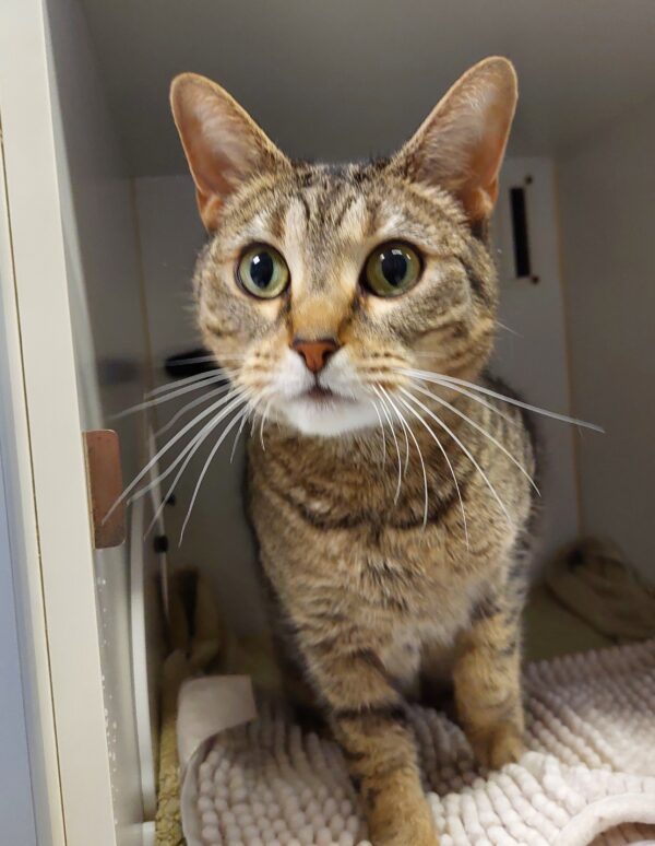 Goldie - sweet snugglebug - Image 4
