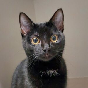 Midnight - friendly and playful kitten