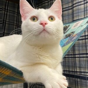 Will - affecionate social butterfly 🐾