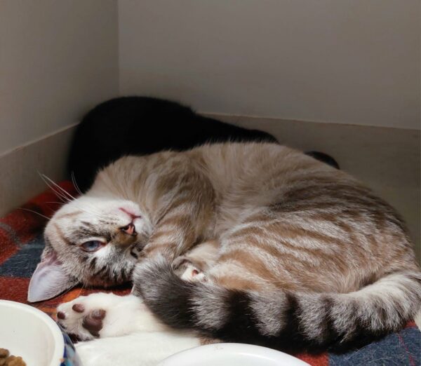Billy - shy but loving - Image 2