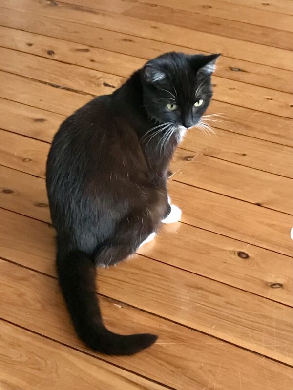 Athena - your sweet, sassy little star - Image 3