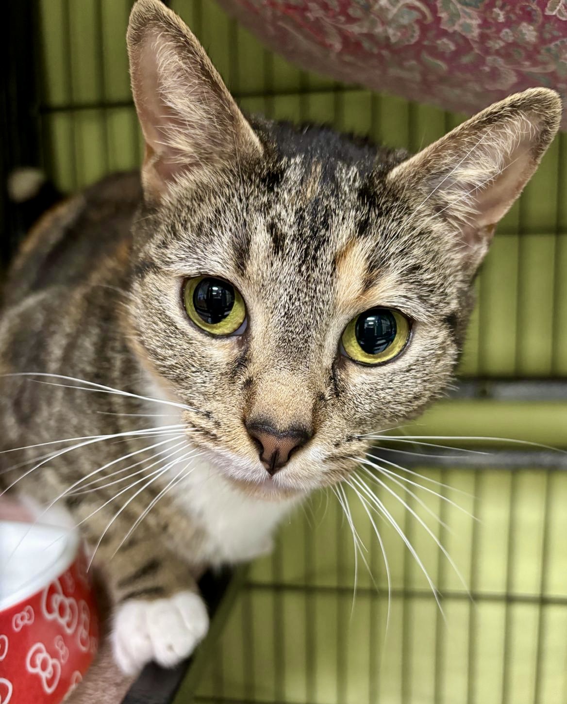 Suki - Your New Best Friend