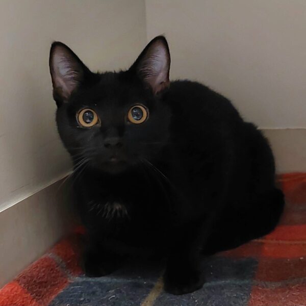 Midnight - friendly and playful kitten - Image 2