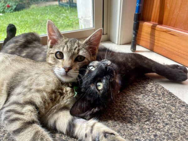 Malak and Ishmael - Bonded Pair of super-friendly 6-months-old kittens - Image 5