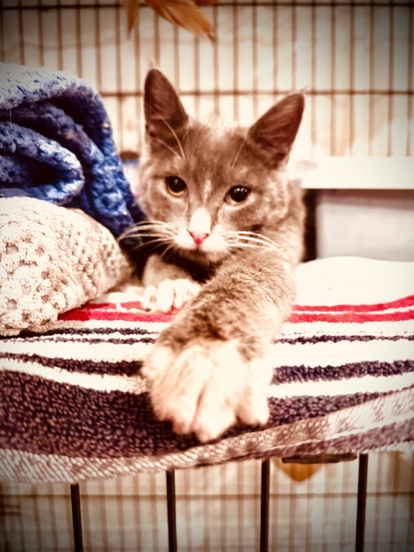 Douglas - sweet, shy and full of potential - Image 4