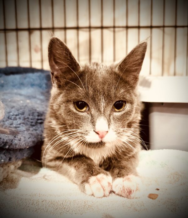 Douglas - sweet, shy and full of potential - Image 5