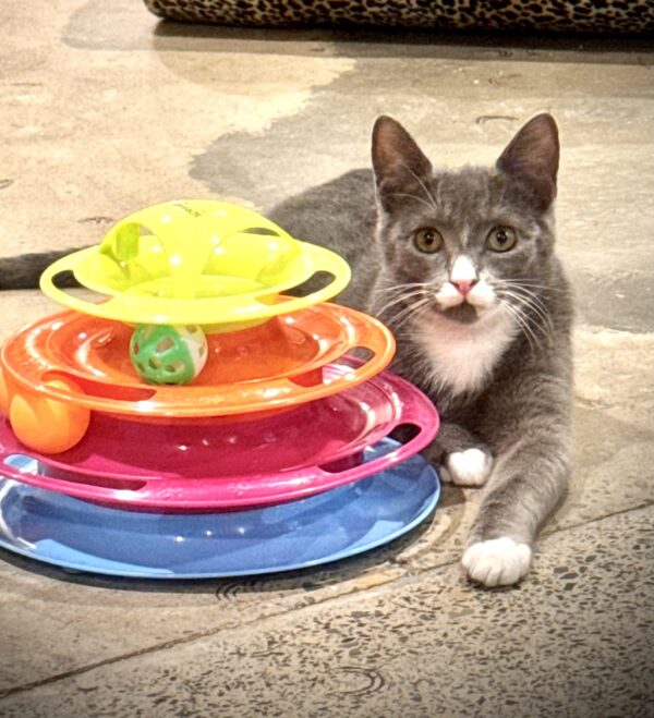 Douglas - sweet, shy and full of potential - Image 2