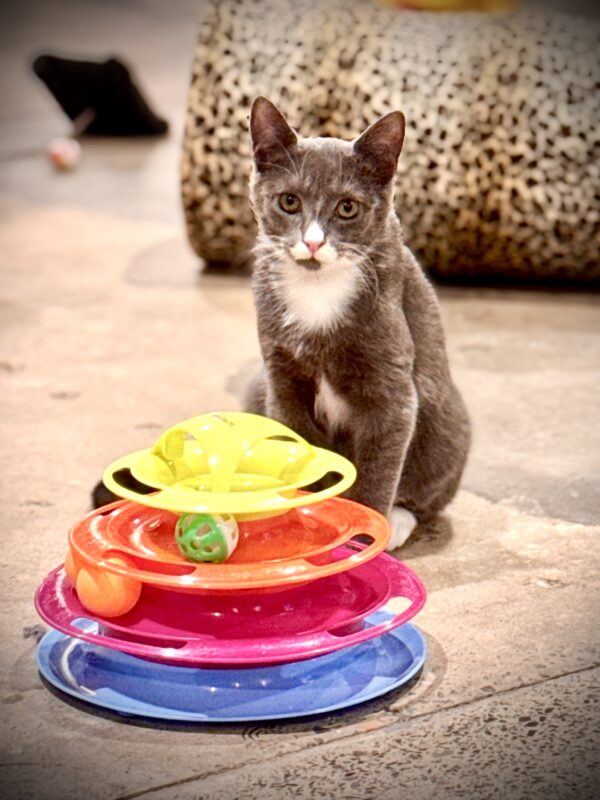 Douglas - sweet, shy and full of potential - Image 3