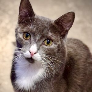 Douglas - sweet, shy and full of potential