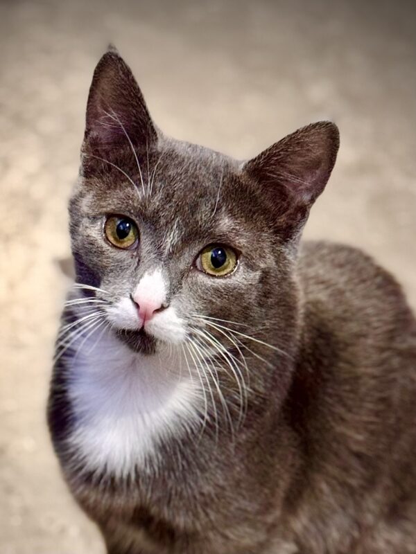 Douglas - sweet, shy and full of potential