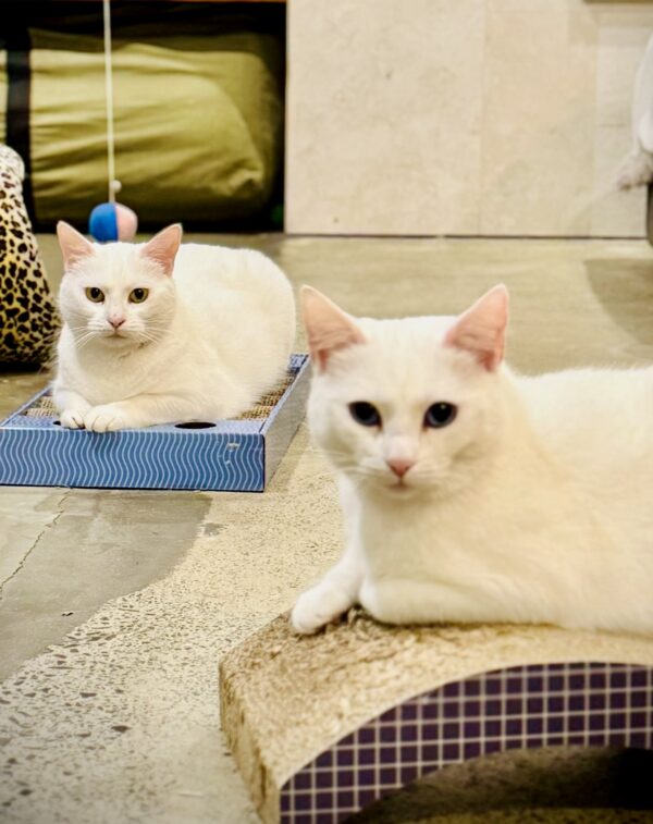 Antoinette and Angelique - a beautiful bond between mother & daughter - Image 7