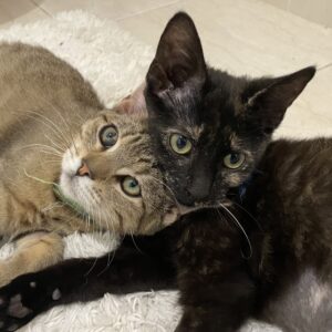 Malak and Ishmael - Bonded Pair of super-friendly 6-months-old kittens