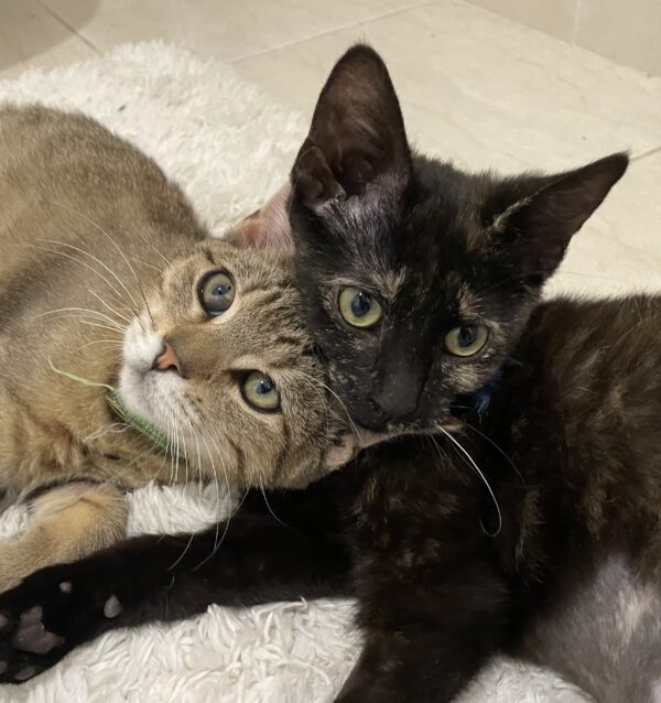 Malak and Ishmael - Bonded Pair of super-friendly 6-months-old kittens