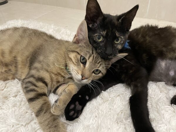 Malak and Ishmael - Bonded Pair of super-friendly 6-months-old kittens - Image 6