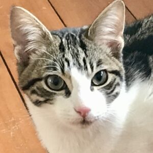 Milo - social and playful kitten