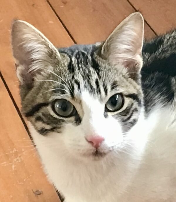 Milo - social and playful kitten