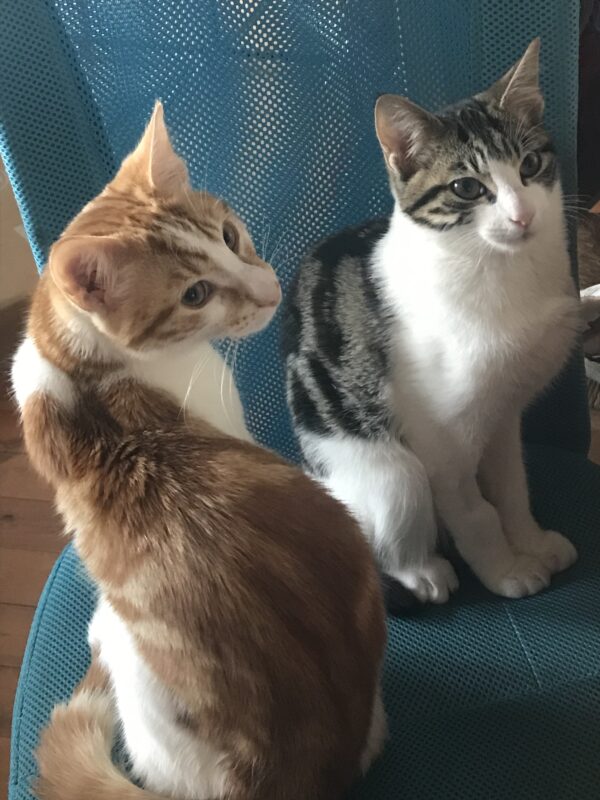 Milo - social and playful kitten - Image 5