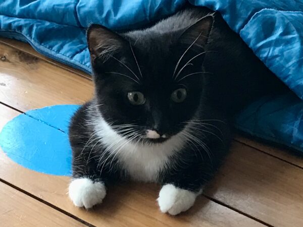 Athena - your sweet, sassy little star