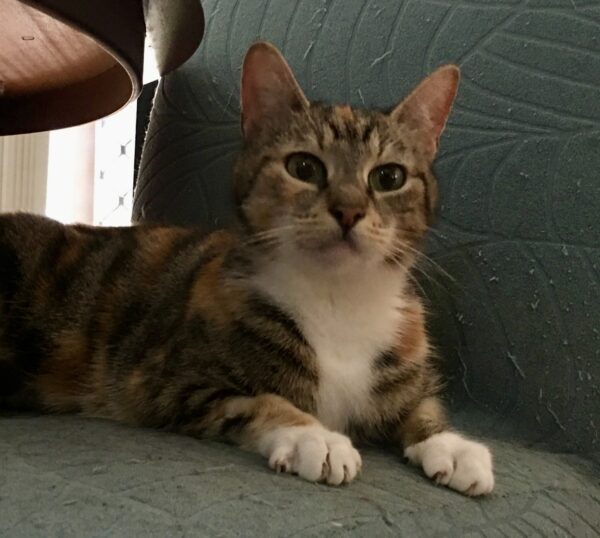 Looking for love? So is Kiki! - Image 2
