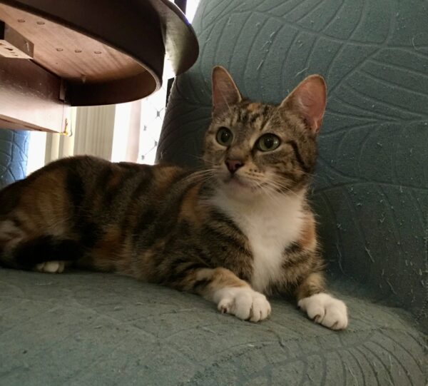 Looking for love? So is Kiki! - Image 3