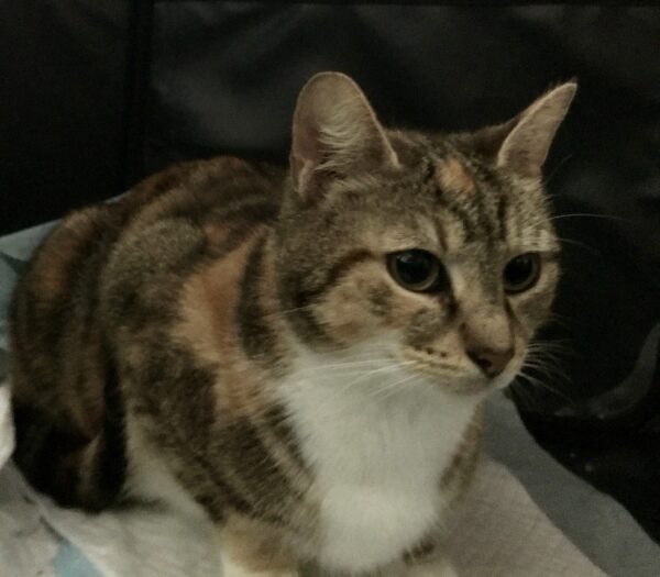 Looking for love? So is Kiki! - Image 4