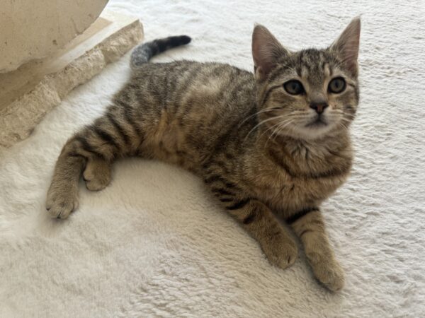 Malak and Ishmael - Bonded Pair of super-friendly 6-months-old kittens - Image 2