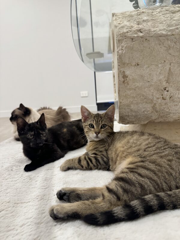 Malak and Ishmael - Bonded Pair of super-friendly 6-months-old kittens - Image 4