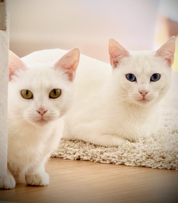 Antoinette and Angelique - a beautiful bond between mother & daughter