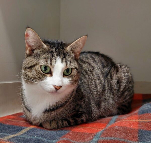 Yahtzee - A gentle soul with a big heart - Image 2