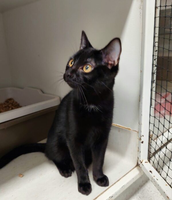 Midnight - friendly and playful kitten - Image 3