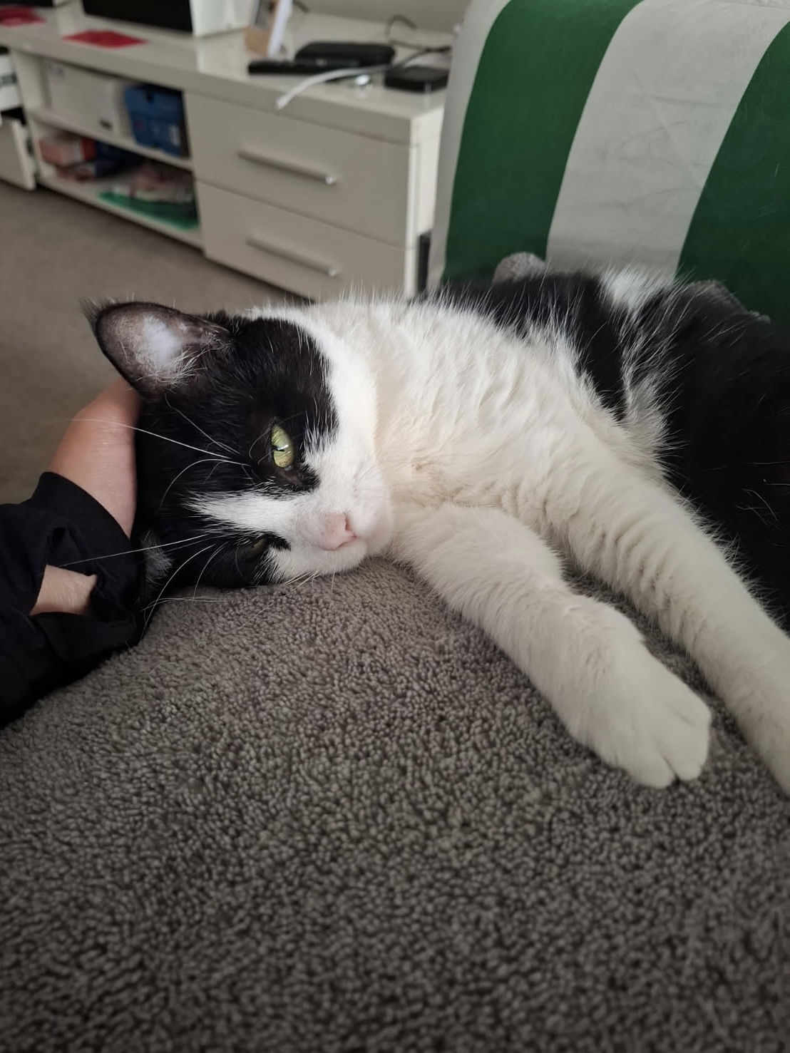 Chai - a gentle soul ready to blossom - Image 2