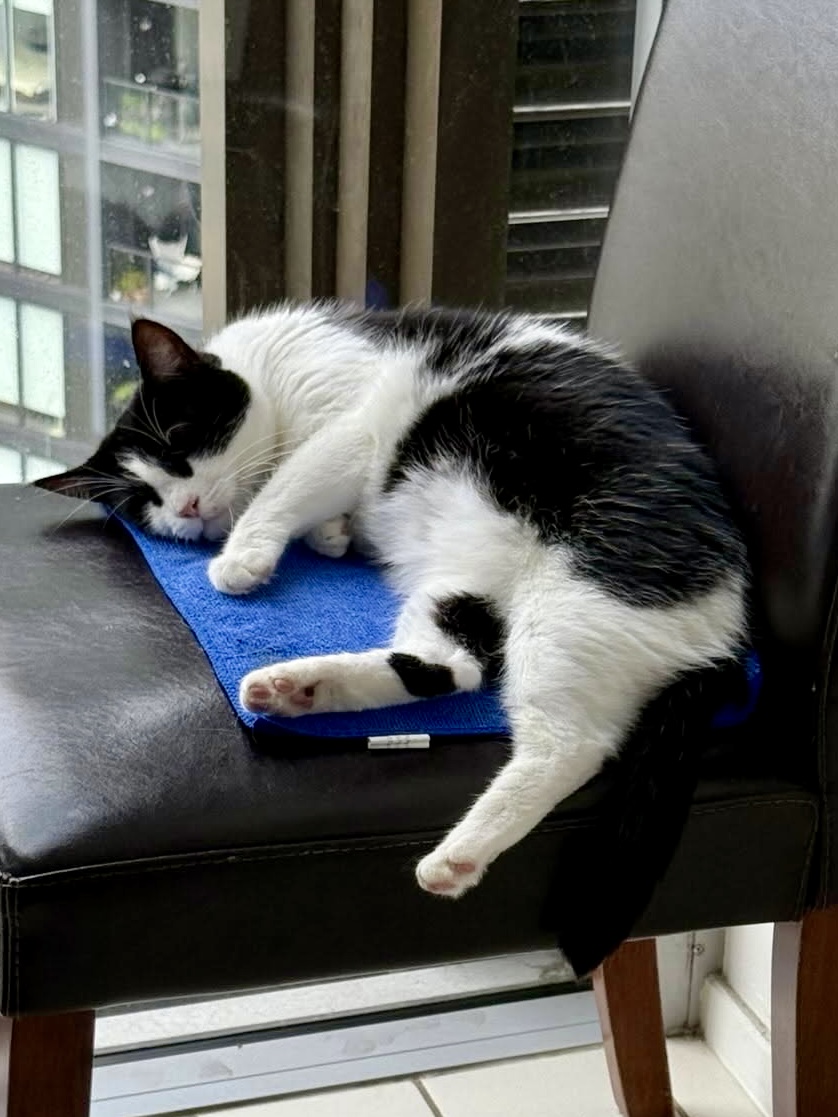 Chai - a gentle soul ready to blossom - Image 3