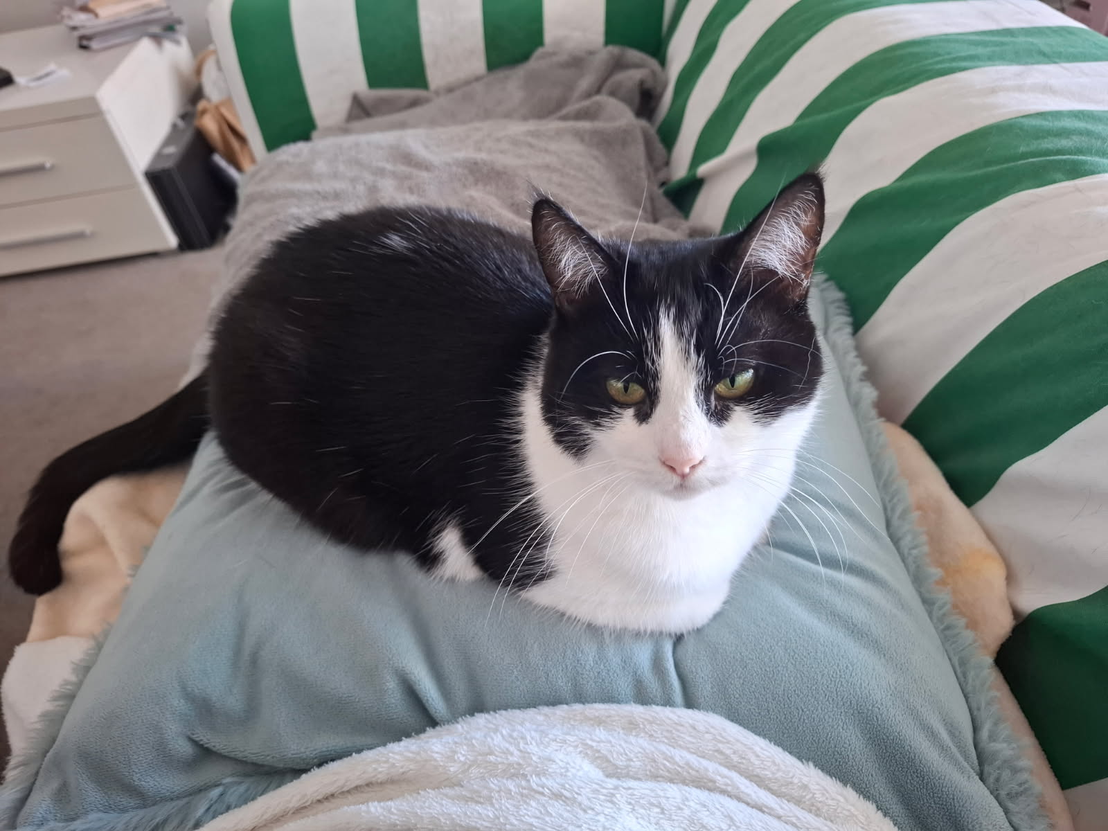 Chai - a gentle soul ready to blossom - Image 4