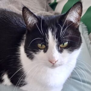 Chai - a gentle soul ready to blossom