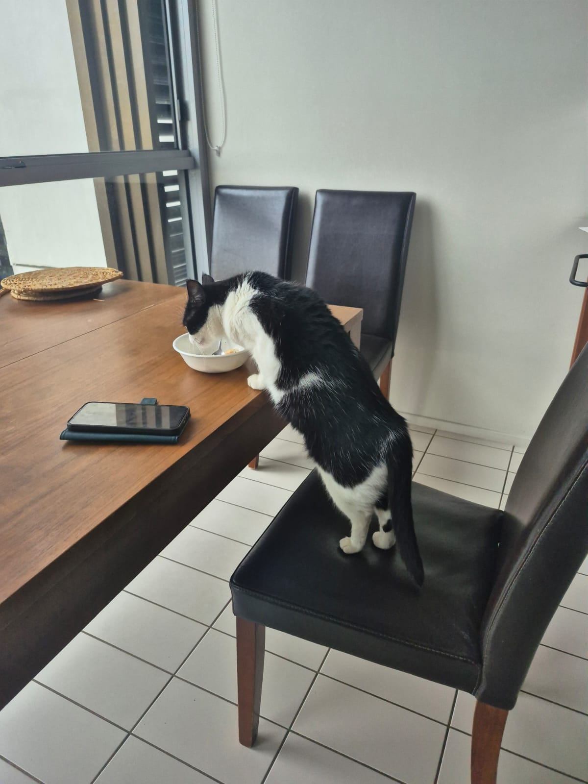 Chai - a gentle soul ready to blossom - Image 5