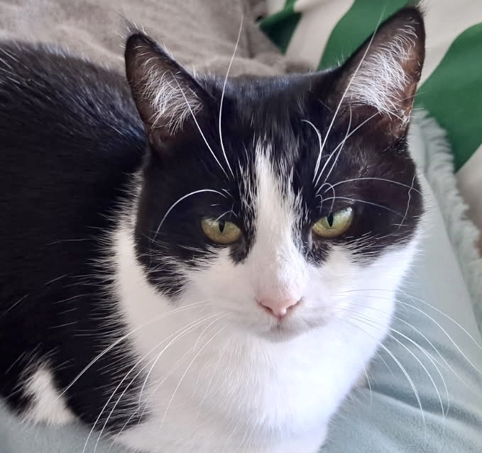 Chai - a gentle soul ready to blossom