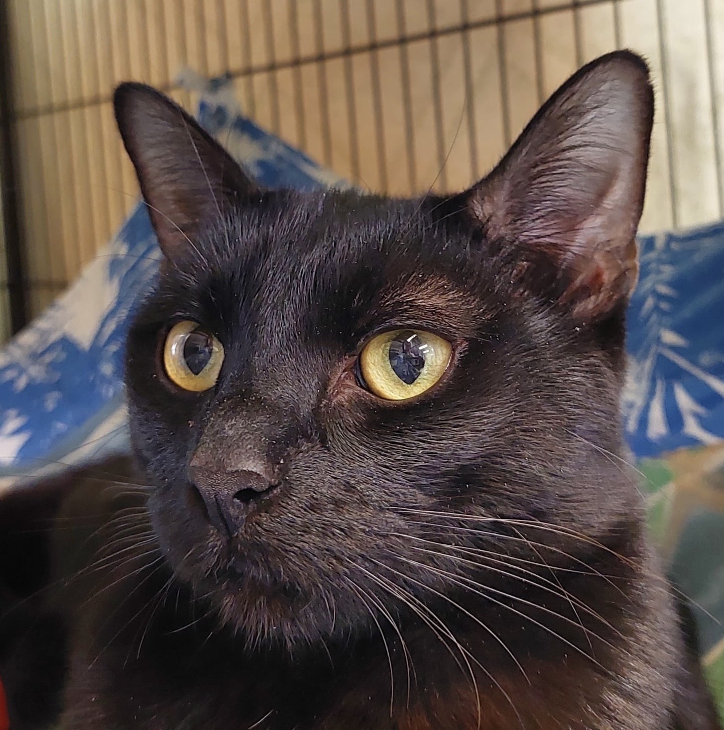 Ravyn - stunning young Mum - Image 3