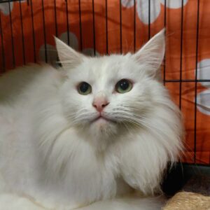 Max - handsome boy with a big heart