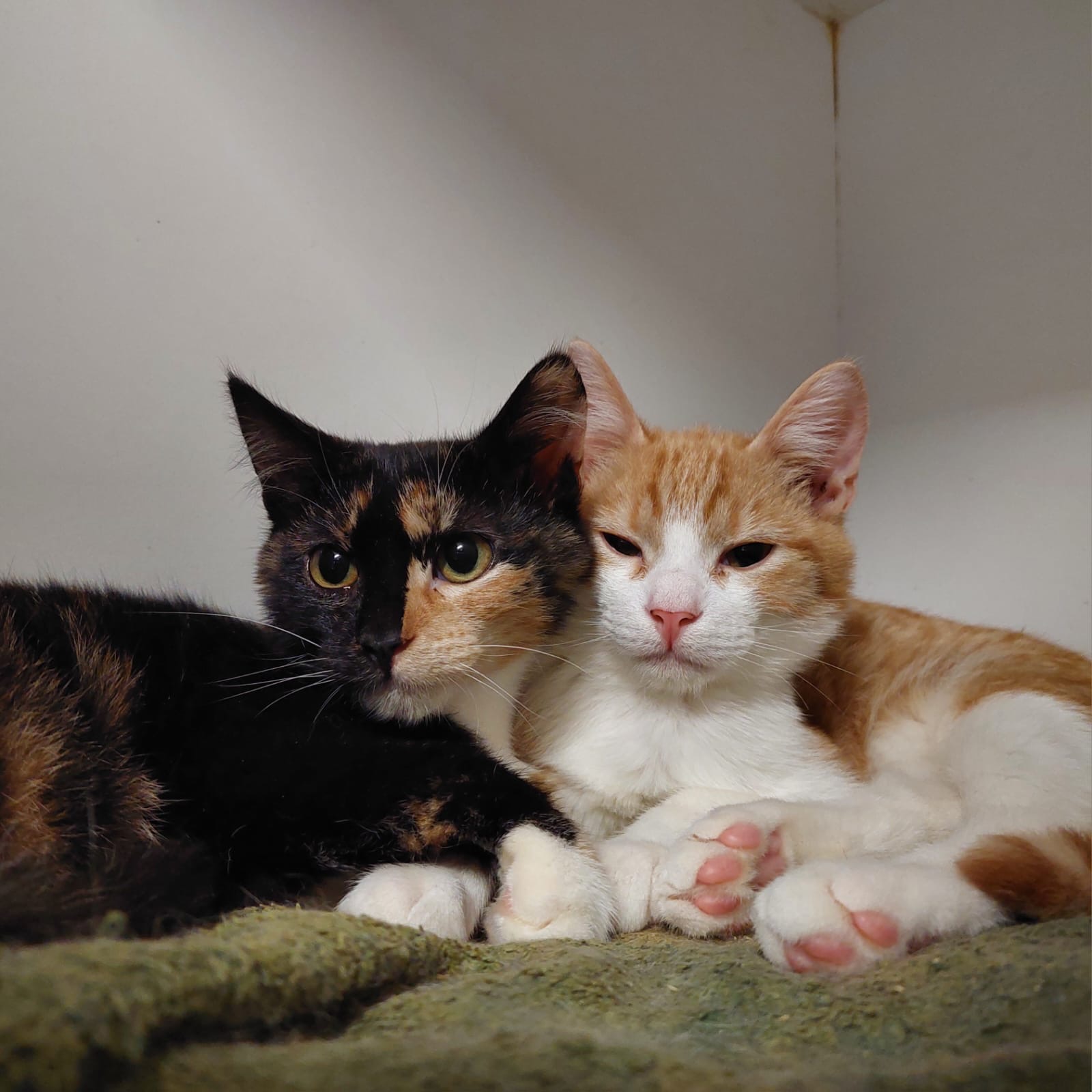 Renny - sweet boy learning to love - Image 4