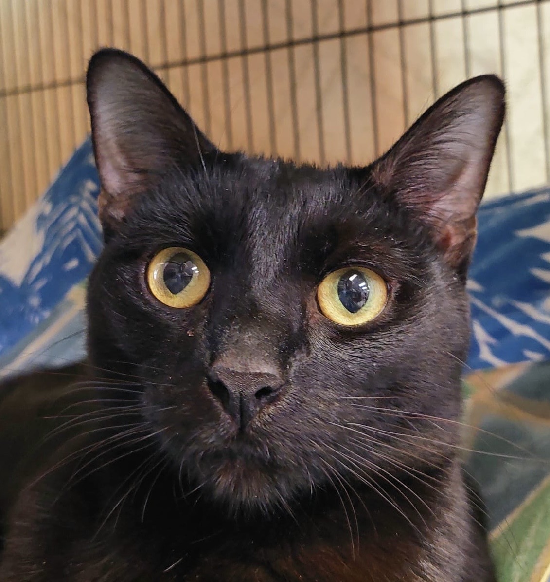 Ravyn - stunning young Mum